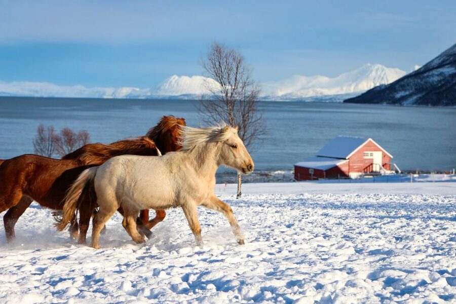 Tromsø: Lyngen Horse Stud Farm Visit - Meeting the Lyngshest at Ullstindvegen 1279