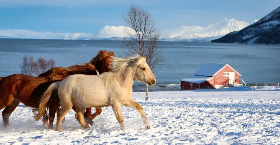 Tromsø: Lyngen Horse Stud Farm Visit - Why the Lyngshest matters in Northern Norway