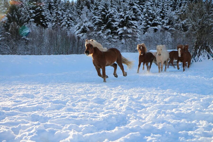 Tromsø: Lyngen Horse Stud Farm Visit - The guide and the feel of a small group