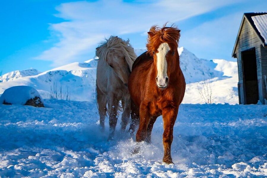 Tromsø: Lyngen Horse Stud Farm Visit - Price and what you receive for $188
