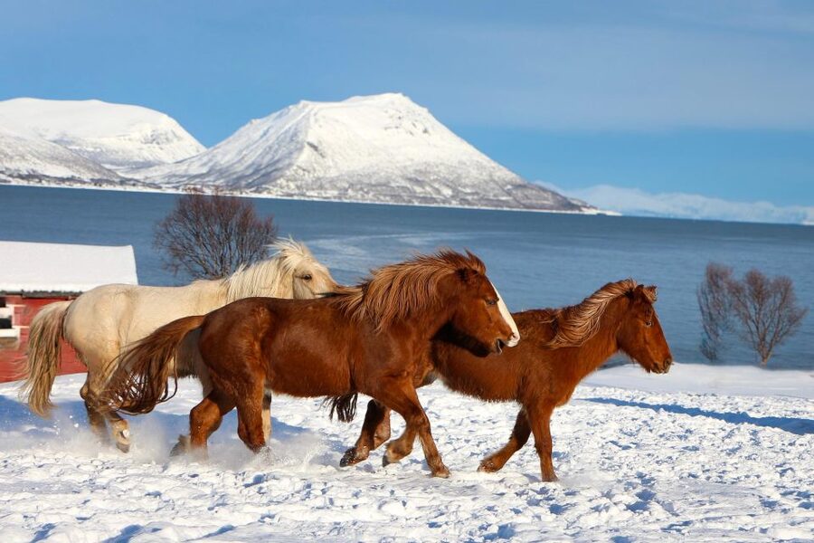 Tromsø: Lyngen Horse Stud Farm Visit - Mares, foals, stallions, and young horses