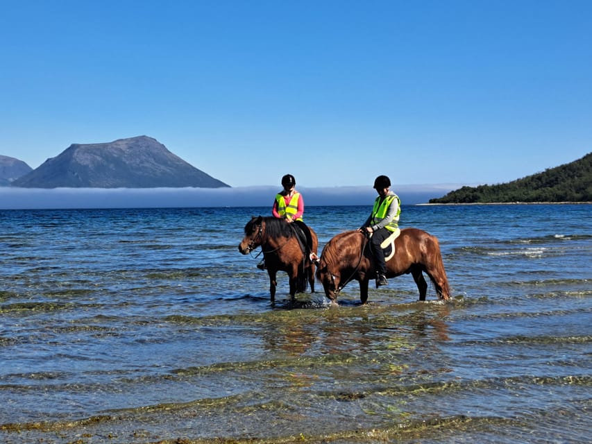Tromsø: Lyngen Horse Summer Riding Experience - Key points before you book