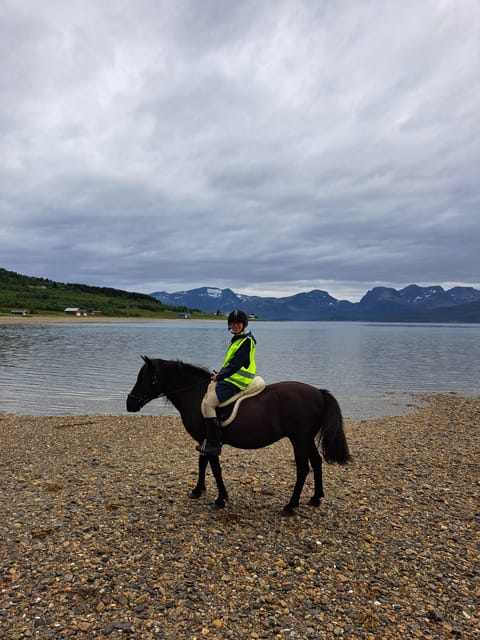 Tromsø: Lyngen Horse Summer Riding Experience - Why the Lyngen horse matters here