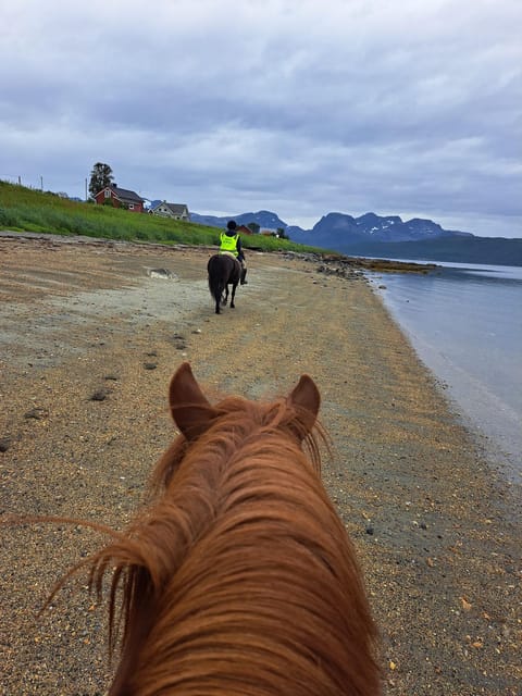 Tromsø: Lyngen Horse Summer Riding Experience - Meeting your horse and preparing in the stable