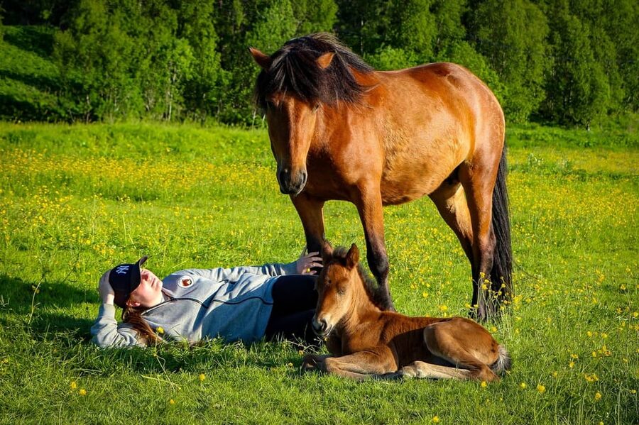 Tromsø: Lyngen Horse Summer Riding Experience - Local stories along the way