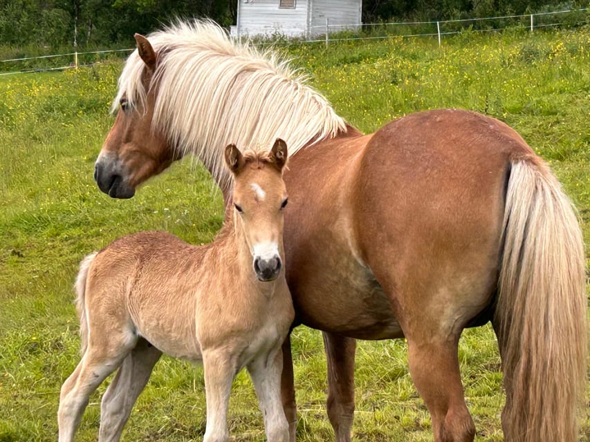 Tromsø: Lyngen Horse Summer Riding Experience - Arriving at Ullstindvegen 1279