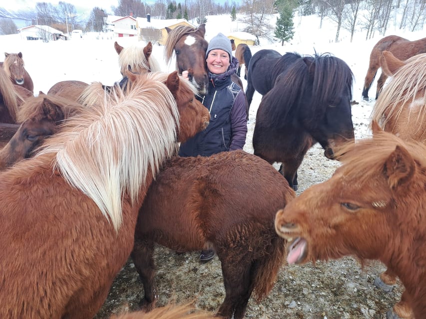 Tromsø: Lyngen Horse Winter Riding Experience - Meeting the Lyngen horses at the farm