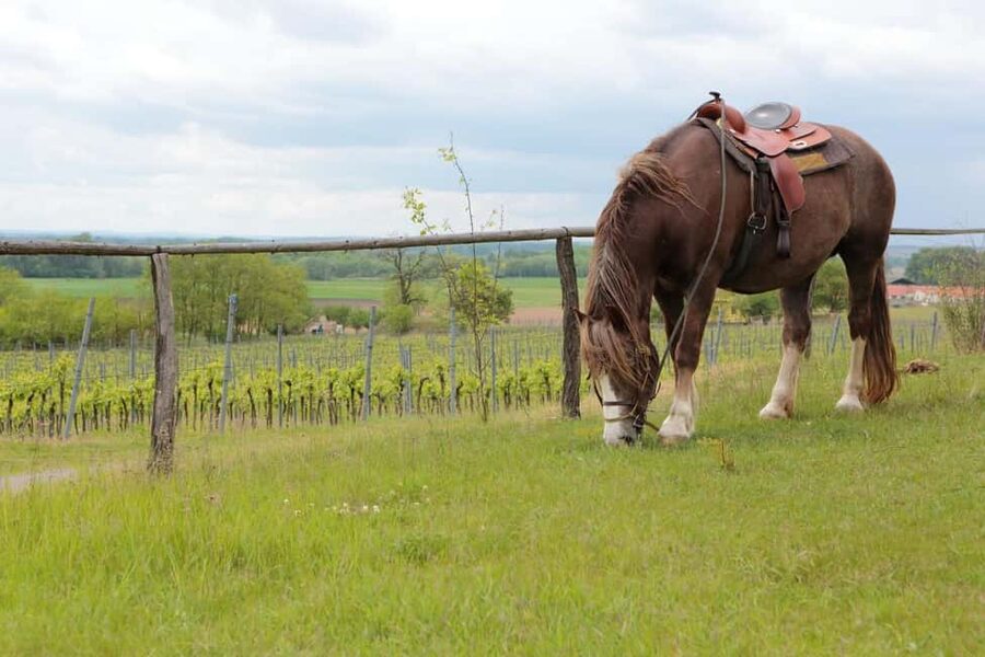 Tuscany: Horseback Riding Adventure with Lunch in a Winery - The biggest strengths and weaknesses