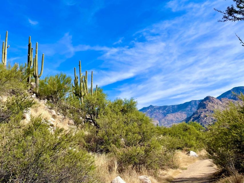 Tuscon: Rancho Cerros Horseback Riding Tout with Great Views - Riding among saguaros and mountain views