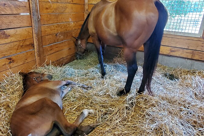 Unique Horse Farm Tours with Insider Access to Private Farms - KatieRich Farms and the first close horse encounter