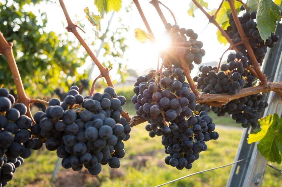 Verona: Horseback Riding and Wine Tasting Experience - Who should book this experience