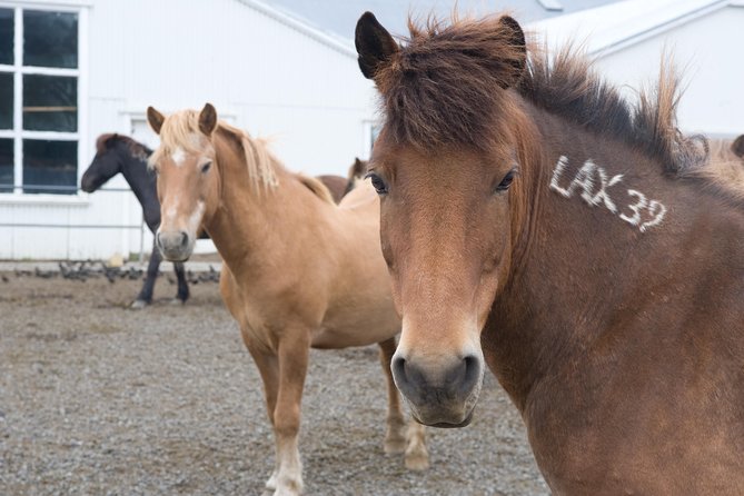 Viking Horse Riding and Golden Circle Tour from Reykjavik - Geysir and Strokkur: Iceland’s hot ground