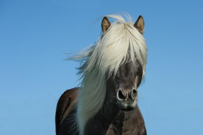Viking Horse Riding and Golden Circle Tour from Reykjavik - How the coach portion feels