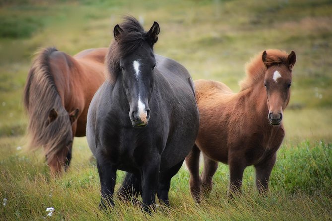 Viking Horse Riding and Golden Circle Tour from Reykjavik - Price, timing, and overall value