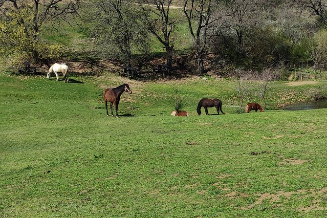 Visit a Farm and Horseback Riding in Nature - The Guide Dora and the Small-Group Feel