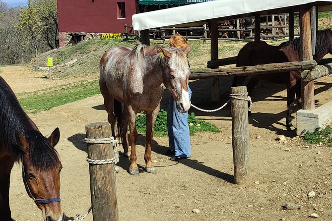 Visit a Farm and Horseback Riding in Nature - Who Should Book This Afternoon?