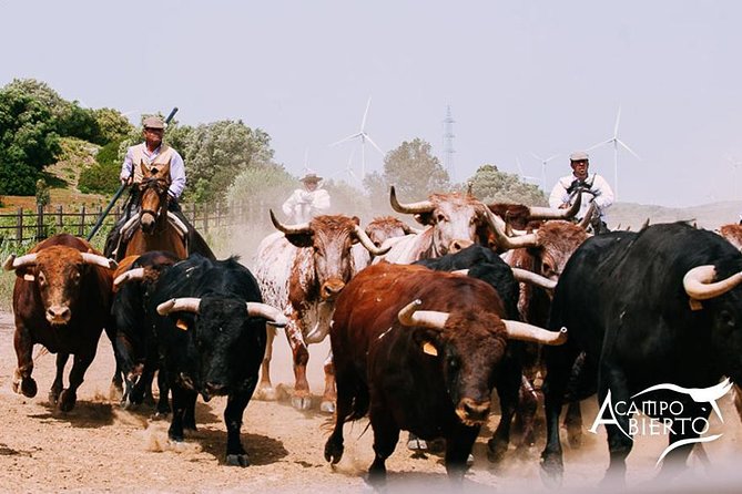 Visit Alvaro Domecq Horses and Brave Bulls in Freedom - Key points before you book