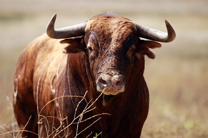 Visit Alvaro Domecq Horses and Brave Bulls in Freedom - What happens during the 90-minute presentation