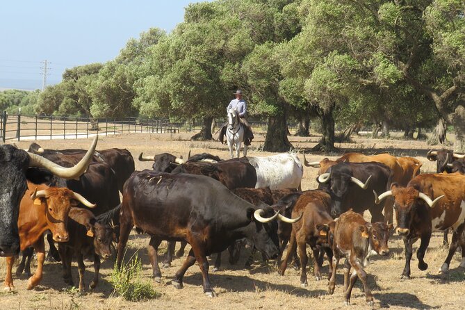 Visit Alvaro Domecq Horses and Brave Bulls in Freedom - Getting to A Campo Abierto