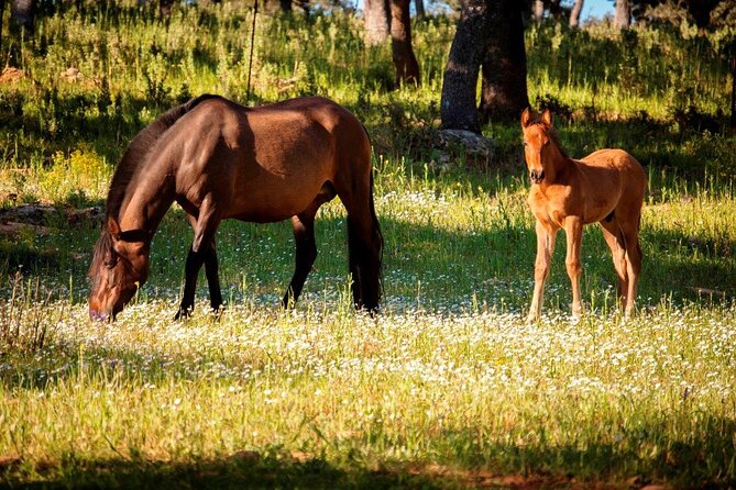 Visita Entre Toros y Caballos - What Reservatauro Ronda actually gives you