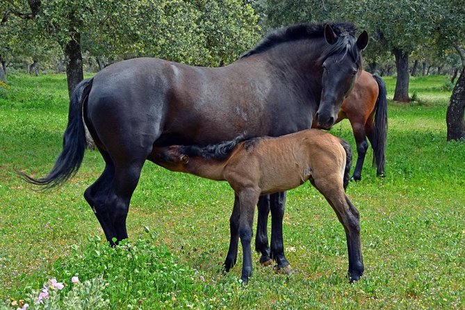 Visita Entre Toros y Caballos - Finishing with mountain views and a quieter pace