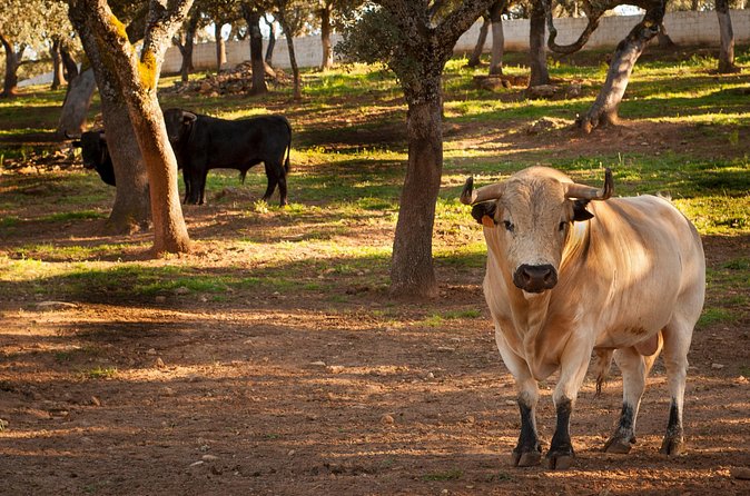 Visita Entre Toros y Caballos - Language, timing, and practical planning