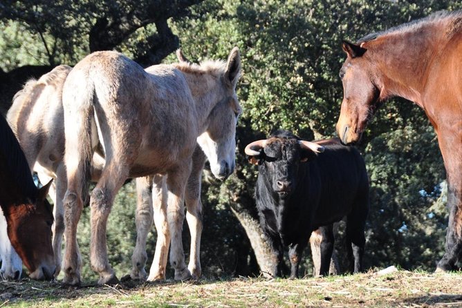 Visita Entre Toros y Caballos - Starting with the testing bullring and ranch buildings