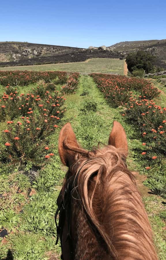 Vrede en Lust Wine Estate: 2H Horse Trail - Who should book this horse trail?