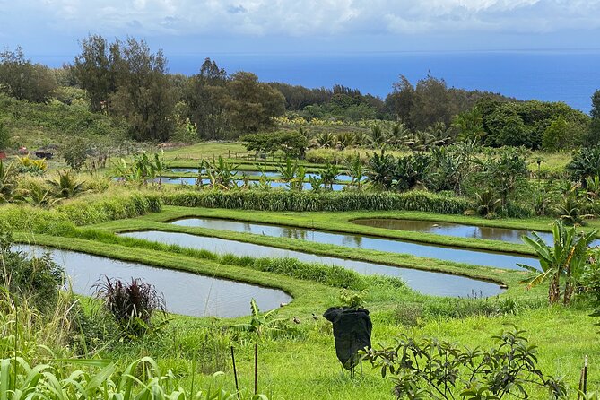 Waipi’o on Horseback: Mountain Ocean Views Working Cattle Ranch - What You Actually Ride Through at WOH Ranch