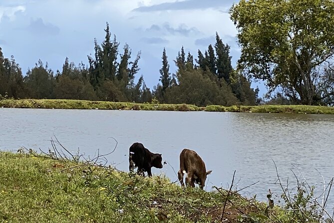 Waipi’o on Horseback: Mountain Ocean Views Working Cattle Ranch - Guides Add Meaning to the Two-Hour Ride