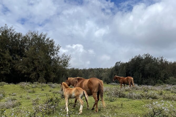 Waipi’o on Horseback: Mountain Ocean Views Working Cattle Ranch - What to Bring and How to Prepare