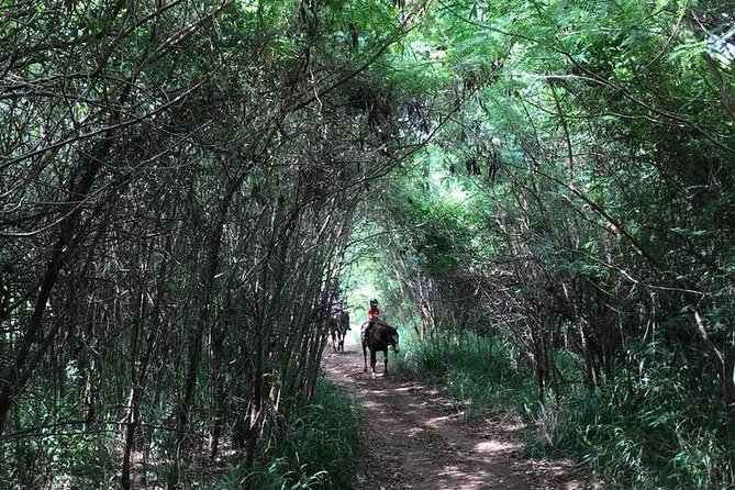 West Maui Mountain Waterfall and Ocean Tour via Horseback - A chance to trot or canter