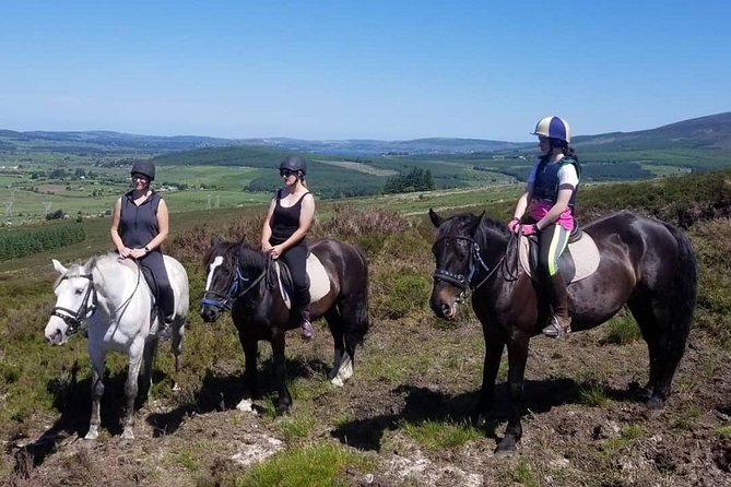 Wicklow Mountains Horse Trekking - What the horses are like