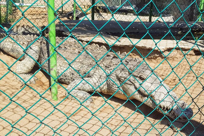 Wild & Free: Lagoon Boat, Beach Horseback, Crocs & Turtle Release - Riding horses along the beach
