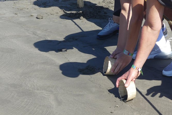 Wild & Free: Lagoon Boat, Beach Horseback, Crocs & Turtle Release - Lunch at the lagoon or beach stop