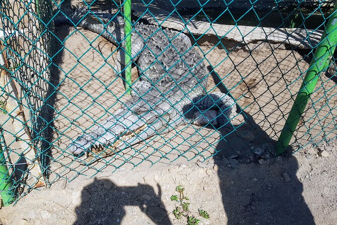 Wild & Free: Lagoon Boat, Beach Horseback, Crocs & Turtle Release - Learning about crocodiles at the rustic farm