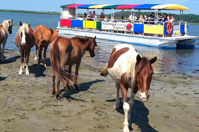 Wild Pony Watching Boat Tour from Chincoteague to Assateague - Quick points before you book