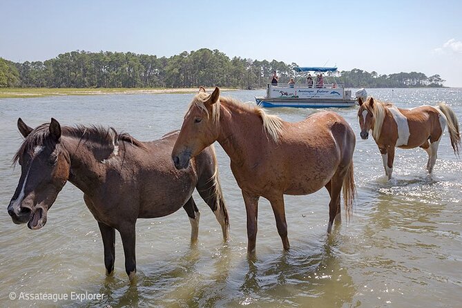 Wild Pony Watching Boat Tour from Chincoteague to Assateague - How to get better wildlife views