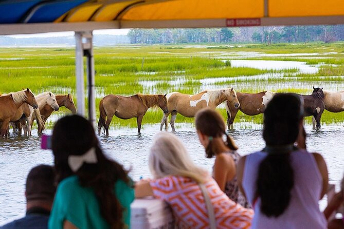 Wild Pony Watching Boat Tour from Chincoteague to Assateague - Chincoteague National Wildlife Refuge by boat