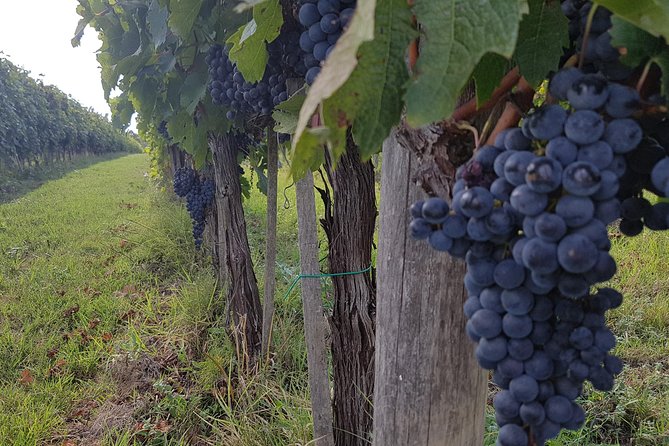 Wine tasting and horseback riding in Montepulciano, in Tuscany from Rome - Inside the winery with Alfredo