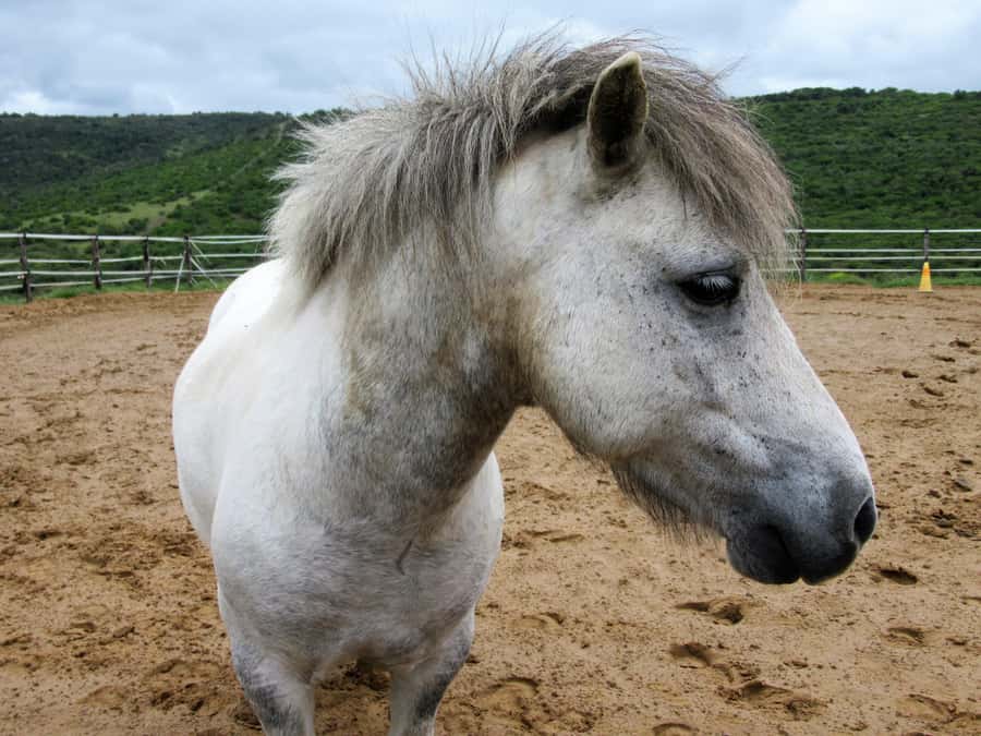 Zanzibar: Horseback Riding and Turtle Aquarium Visit - What swimming with the horses is really like
