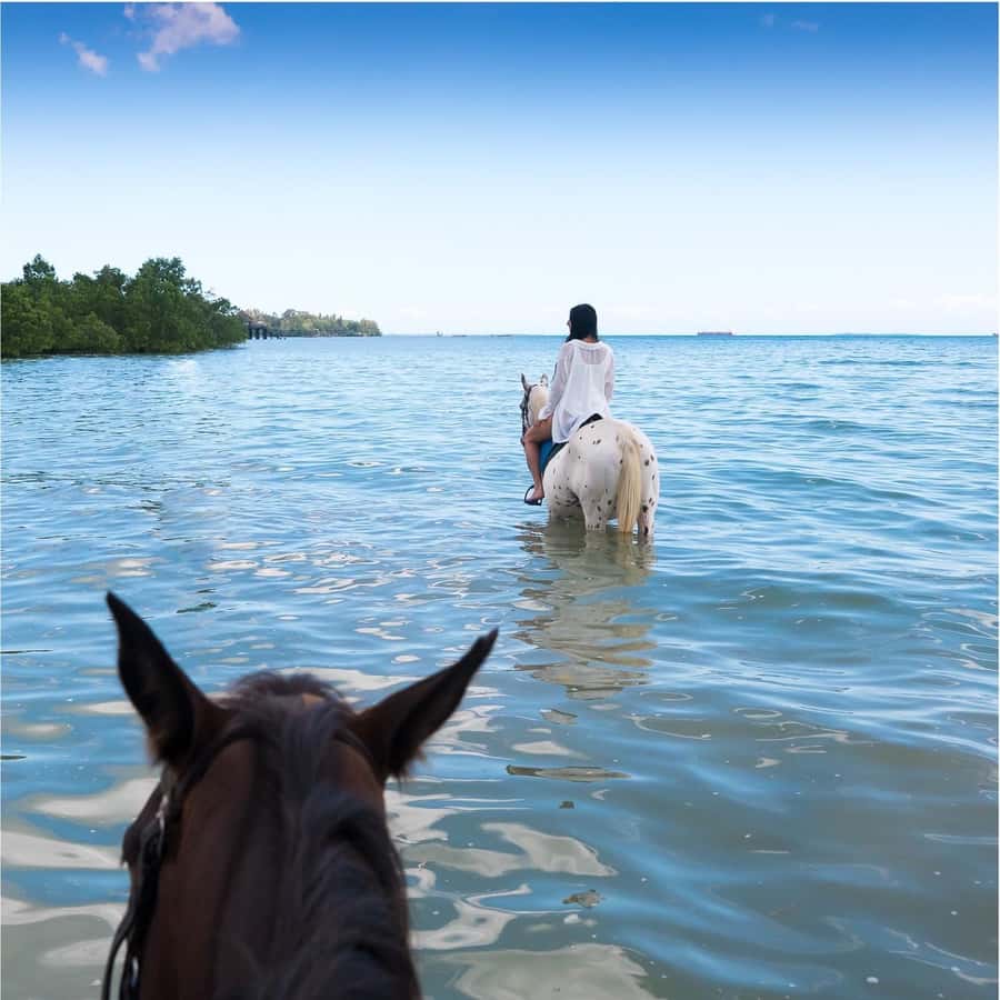 Zanzibar: Horseback Riding and Turtle Swimming Tour - A six-hour day built around two animal encounters