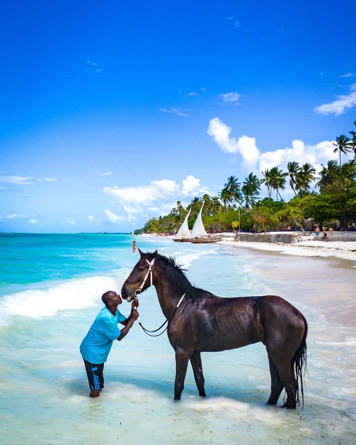 Zanzibar: Horseback Riding and Turtle Swimming Tour - Swimming with the horse in shallow water