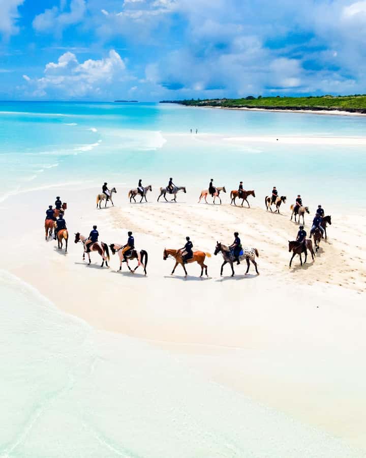 Zanzibar: Horseback Riding and Turtle Swimming Tour - Meeting the turtles at Baraka Natural Turtle Aquarium